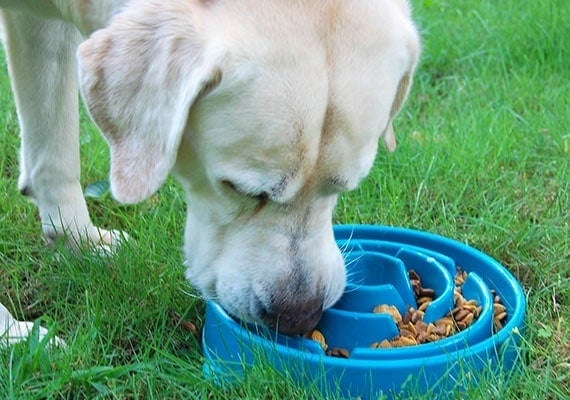 Pets Stop - Not So Fast! Slow Feed Dog Bowl