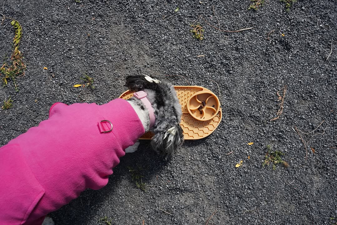 Health-Conscious Slow Pet Feeder