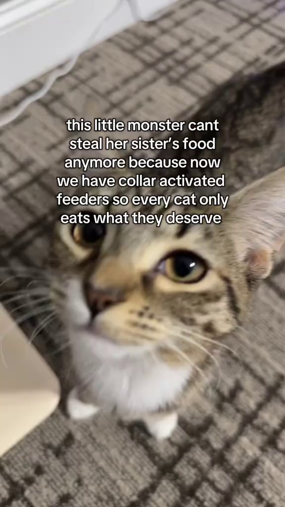 TikTok post by @beanybran